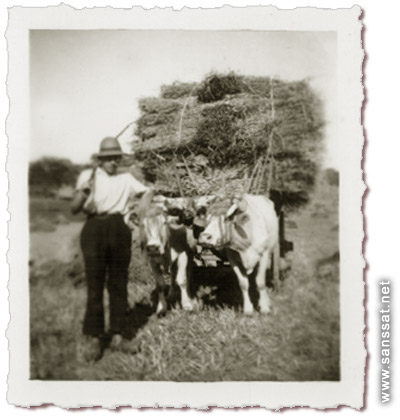 L'usage des engins agricoles n'apparut qu'apr�s la seconde guerre mondiale, voil� une cinquantaine d'ann�es. Auparavant c'�tait comme cela que l'on devait travailler...