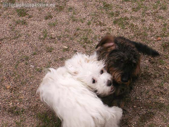 Luna et Lola jouent l...