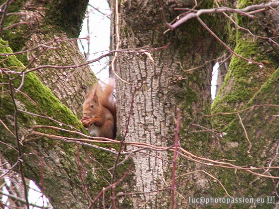 Les �cureuils aiment bien cette r�gion... Ici, dans le square.
