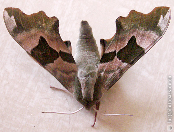 Bel exemple de tenue de camouflage.