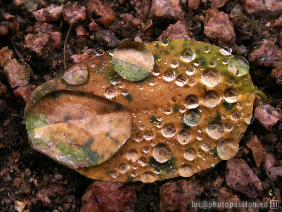Petite feuille d'acacia, sur le gravier d'une alle... Ce pourrait tre une mtaphore de l't 2007 ?