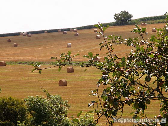 Un tiers de p�turages, beaucoup de champs, peu de friches ou de for�ts, et de beaux vergers autour des habitations.