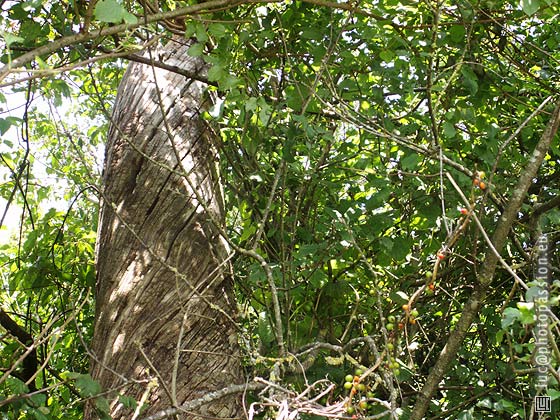 Colonne torse d'un arbre mort, au milieu des entrelacs d'arbustes et de lianes, au bord du chemin qui m�me � Langy.