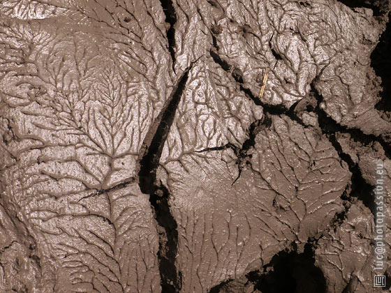 Boue extraite lors du creusement de l'�tang de Lachenaud.